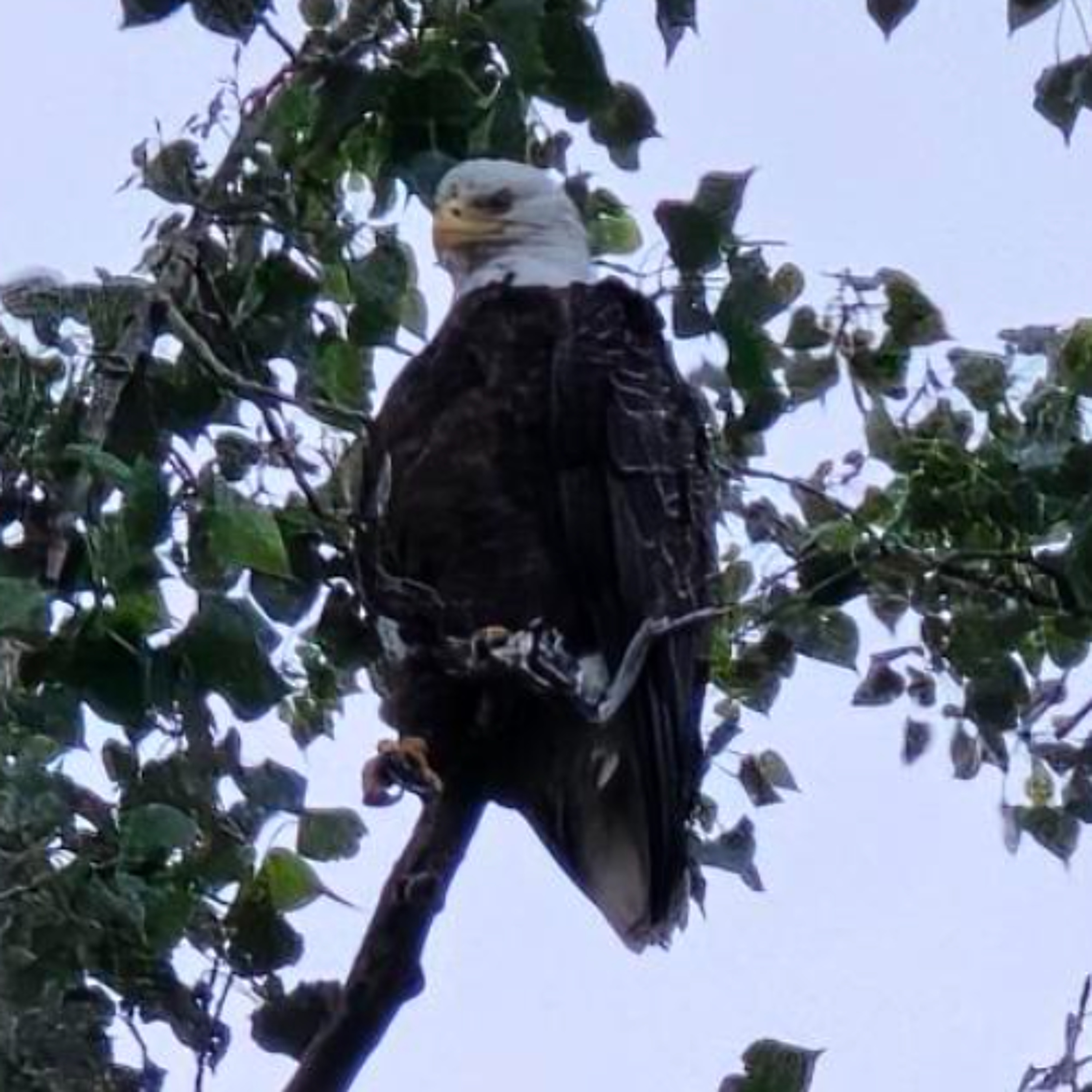 BYU-Idaho Wildlife Society helps BLM research bald eagles episode artwork