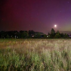 everynight w/Travis Morton