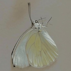 Glokk40Spazz x Stranger In You