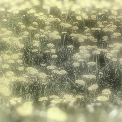 Spring Dream Goes Wrong