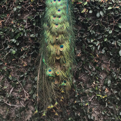 the bird (bedroom demo)