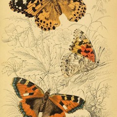 vanessa cardui (prod. banjo)