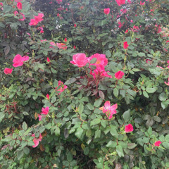 In Ah Rosa’s Body 🌹