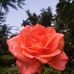 In The GARdeN oF My CLoSeT