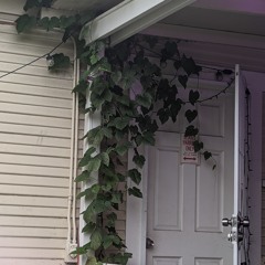 I Poured Sugar in Your Shoes (Horse Jumper of Love cover)