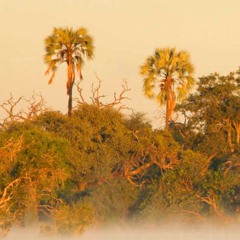 "Zambezi Dawn"
