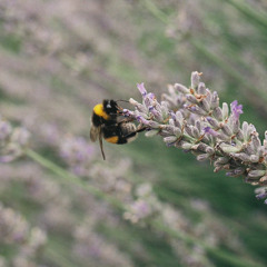 lavender