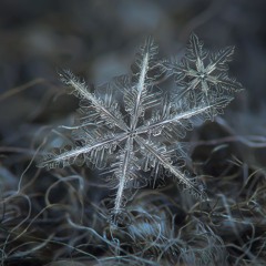 Morning Frost