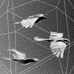 doves