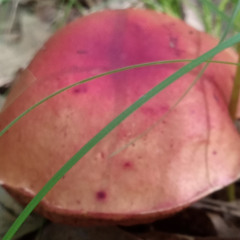 The Mushroom Census (Sunset-Colored Mushroom)