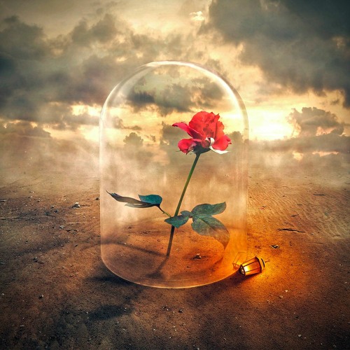 Desert Rose