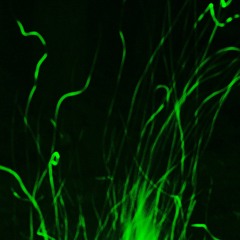 dreams by fleetwood mac remix - john is hungry