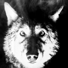 The Pack