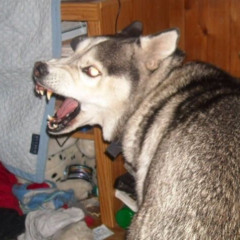 junkyard dog