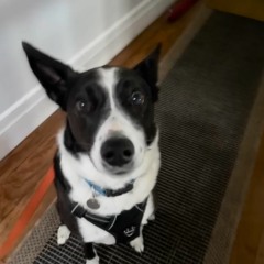 kicker (alex g cover)