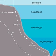 A Book of Depths - II Mesopelagic