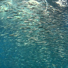 ARI NO MAMA(feat.KANAme)