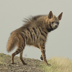Hyena
