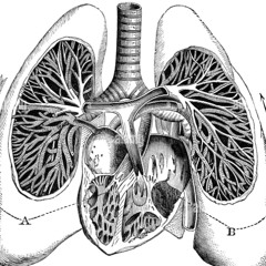 #1 Breath and Heart demo