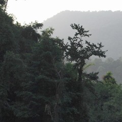 tropical23
