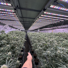 SMOKE420STORE.COM 2024 - NHẠC ĐỂ HÚT CỎ