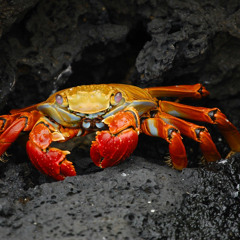 Cloud Crustacean Colossus