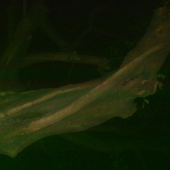 [audio extendido de] 2 (varas que no sé)