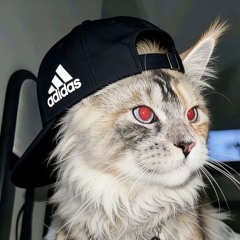 UNTOUCHED FT. THE VERONICAS (2025)