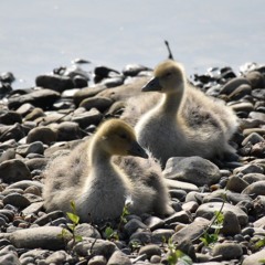 🎶Dynamic Ducklings🦆 | Kanalgeburtstagsfeier´25 |  DJ NEPTUNES & VibeSelector