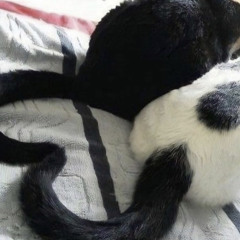 elainexo!- Waste No Time! (prod.UptempoBeats)