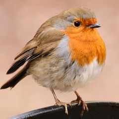 07 The Banks of Sullane (Air)