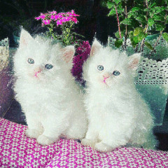 Yves - White Cat (fe quick bootleg)