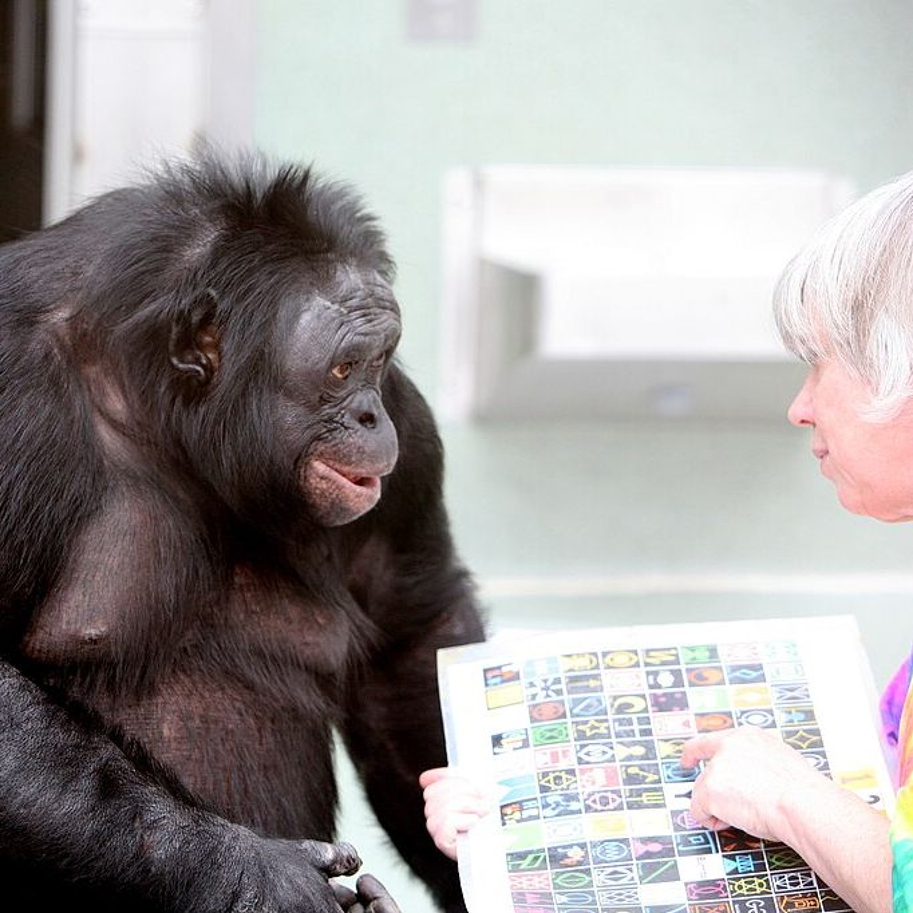 Bonobos' "Make-Believe" Play Challenges Assumptions of Human Intelligence