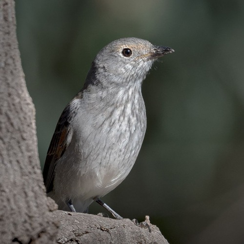 2024.08.11 Grey Shrike-thrush, with Crested Bellbird. Dawn. Winter's End.