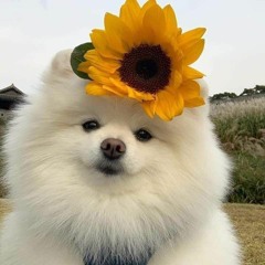 sunny's