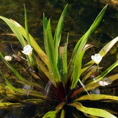 5_Stratiotes aloides_Krebsschere