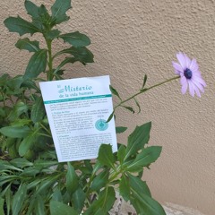 Comamos siempre a Jesús (Himno 227) Reunión de casa