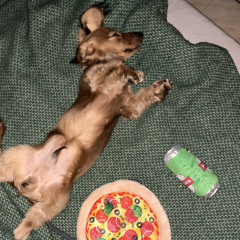 doggygroove