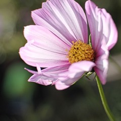 Yesterdays With Strings