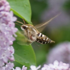 A Hawk Moth Looking For Lilac