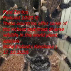 Paul Zentos Podcast 1220 @ These countries offer some of the richest and most diverse wildlife in the world plant species - Wald-Elefant – ( Kinshasa ) 17 10 2025