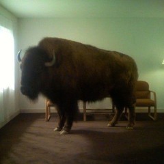 the gerbil labyrinth