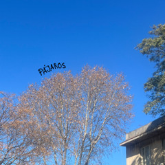 pájaros