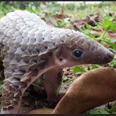 Pangolin