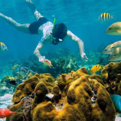 Best Snorkeling Trips To Cozumel From Playa Del Carmen Prices Reviews