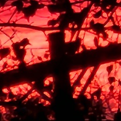 Fallen Creation Theory