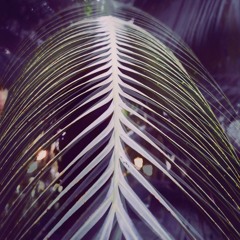 Forest Floor Remix -(The Lotus Apparatus)