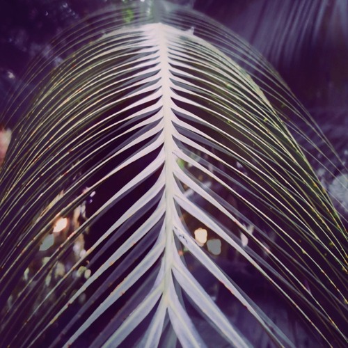 Forest Floor Remix -(The Lotus Apparatus)