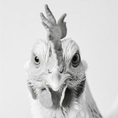 Peter Groskreutz - Das Huhn