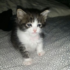 Tell me what’s the deal (prodbymyriad)